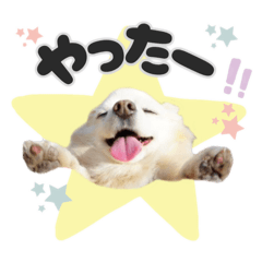 チワワのロコだよ