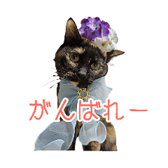 Kaede_20250317144138