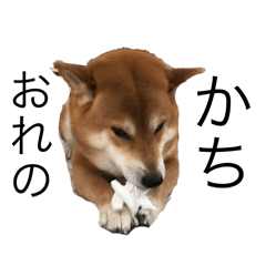 serosu_20250317151504