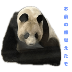 panda_20250317170832