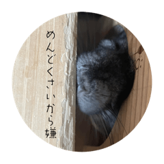 yama_20250317194722