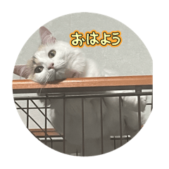 nami_20250317154002