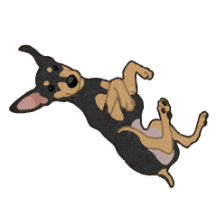 Miniature Pinscher of laidback