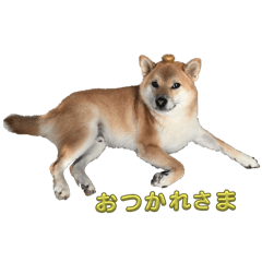 ponta_shibadog