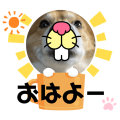 Rinsutappy_20250317205932