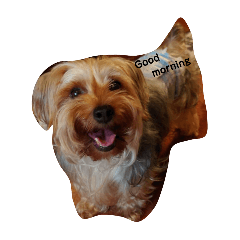 hachi_20250317212719