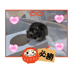 choco_20250318