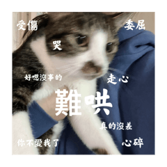 鯛魚燒寶寶