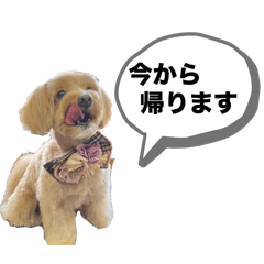 ask_20250317223002