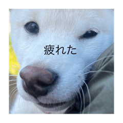 mame_20250317211054