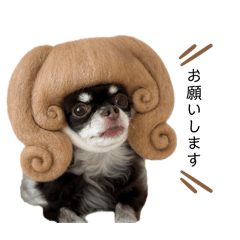 chihuabebe