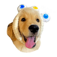諾寇R