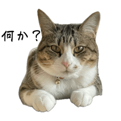 jun_20250317232229