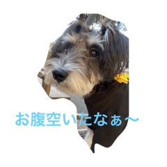 bibistnp