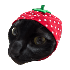 Black cat Momo_20250318064911