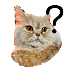 neko_20250318140609
