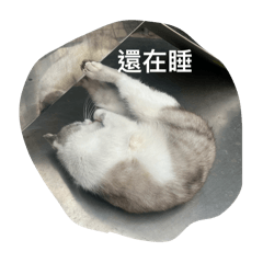 修灰～