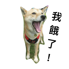 shiba_inu tou