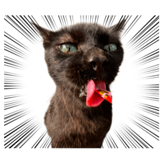 咪咪小菲傑克波比的Meme