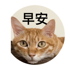 楊橘子