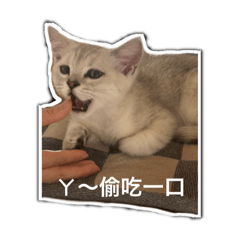 My喵喵
