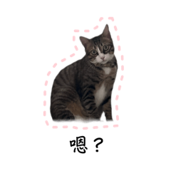 丟丟貓