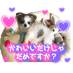 SHIRO_20250318182958