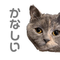 natsuki_20250318231731