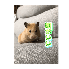mogu_20250318232419
