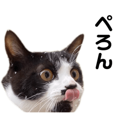 pupu_20250318213749