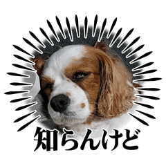 いっぬ。はな