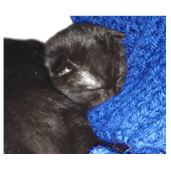 Black cat mutuki