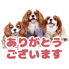 Stickers of my cavalier friends