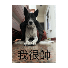 傻狗傻貓
