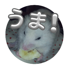 ryu_20250319120025