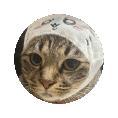 CAT4444
