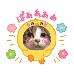Kiyo_20250319205411
