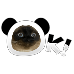Cat1122334455
