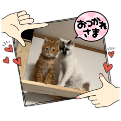 PON_20250319152959