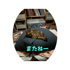 nekokkkkko