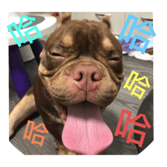 惡霸控肉