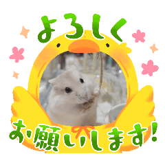 HAMUHAMU_20250319161825