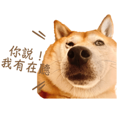 柴柴 王維尼