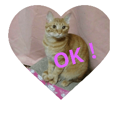 wagayanonekochan