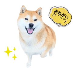 HARU_20250319223157