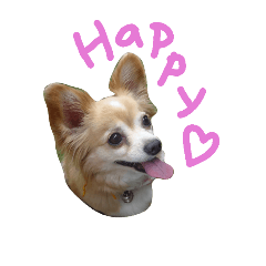 Choco A Little Big Chihuahua