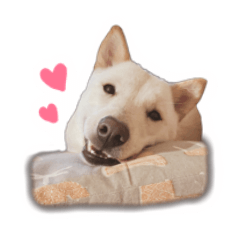 This is Tsukushi-chan, a Hokkaido Ken.