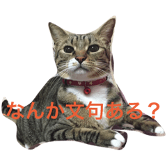 My cat the 2nd version