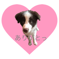 シエシエシエル