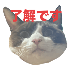 Pon_20250319221306